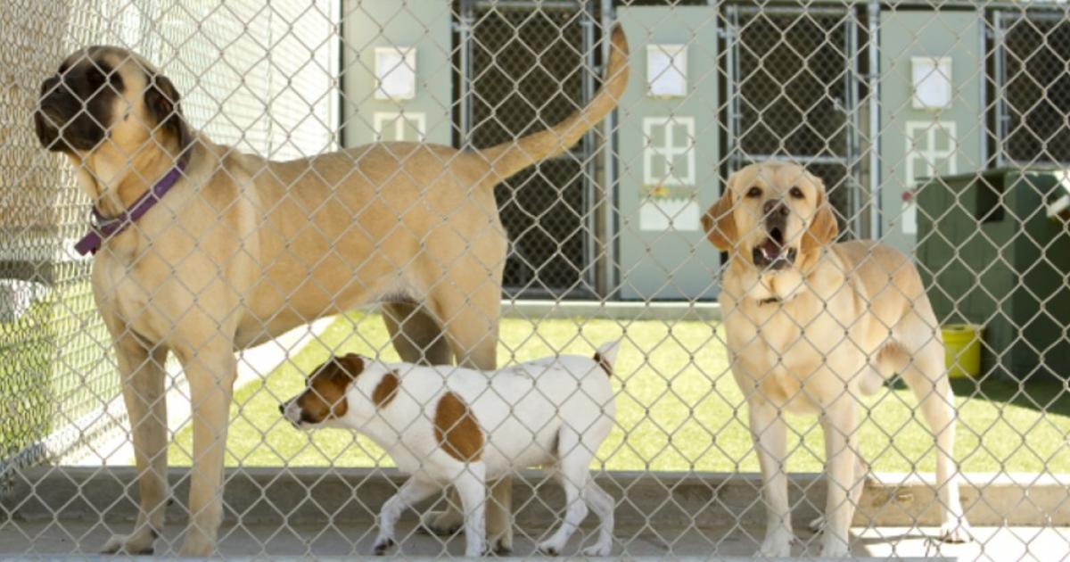 Animal Boarding Establishments Whitehorse City Council